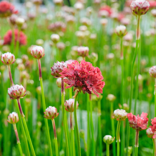 Engels gras Ballerina Rood - Bakker