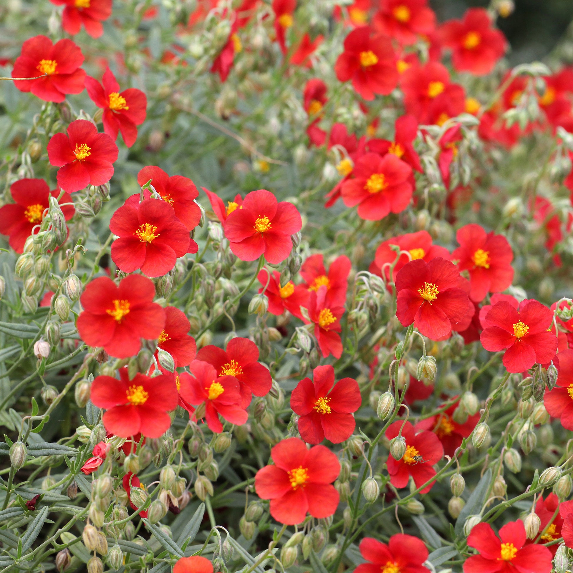 Zonneroosje rood - Helianthemum red - Bakker