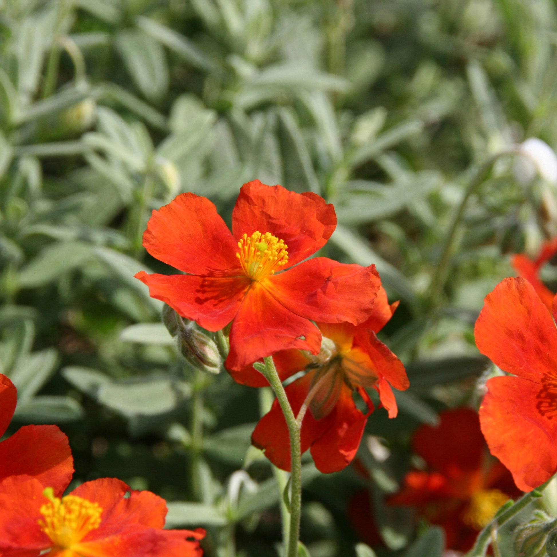 Zonneroosje Tomato Red - Helianthemum Tomato Red - Bakker