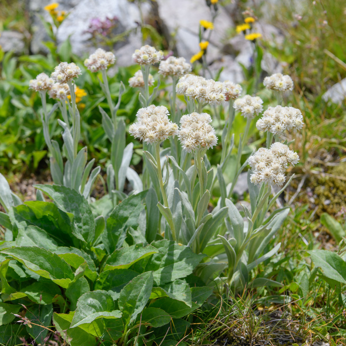 Witte knoop - Bakker