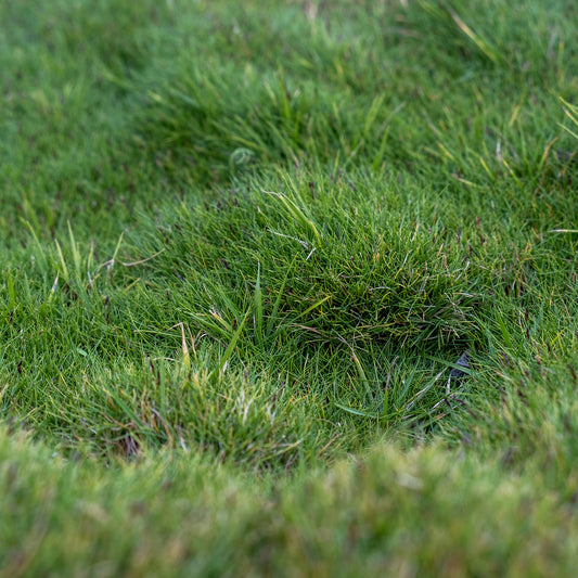 Mascareense gras - Bakker