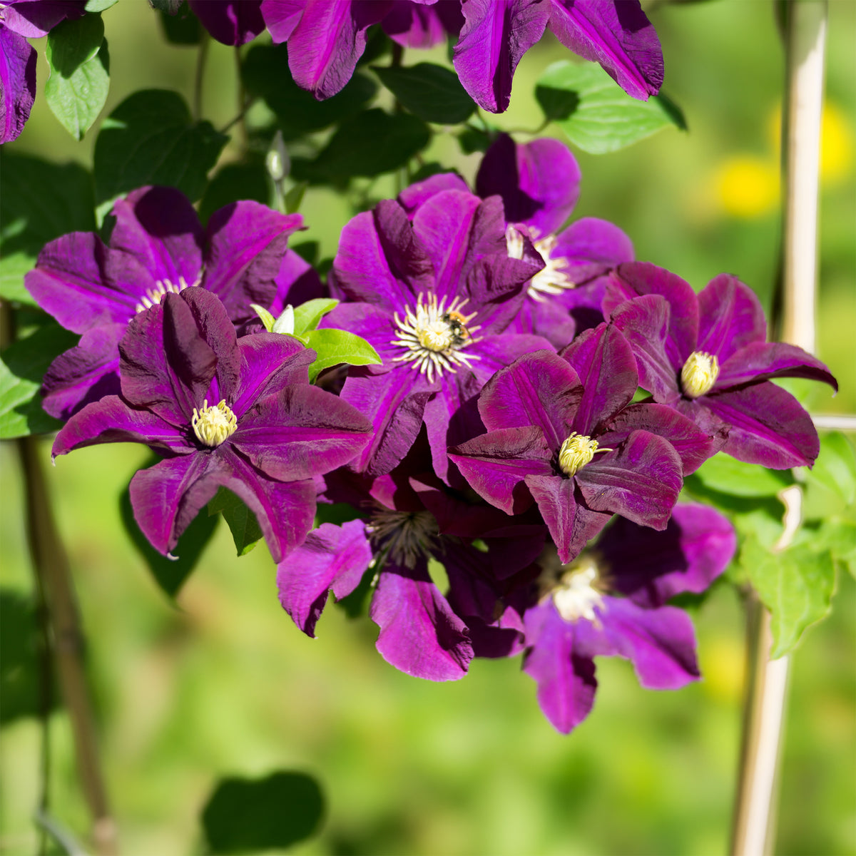 Clematis Warszawska Nike - Bosrank 'Warszawska Nike' - Clematis