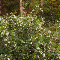 Sneeuwbes White Hedge - Symphoricarpos doorenbosii White Hedge - Bakker