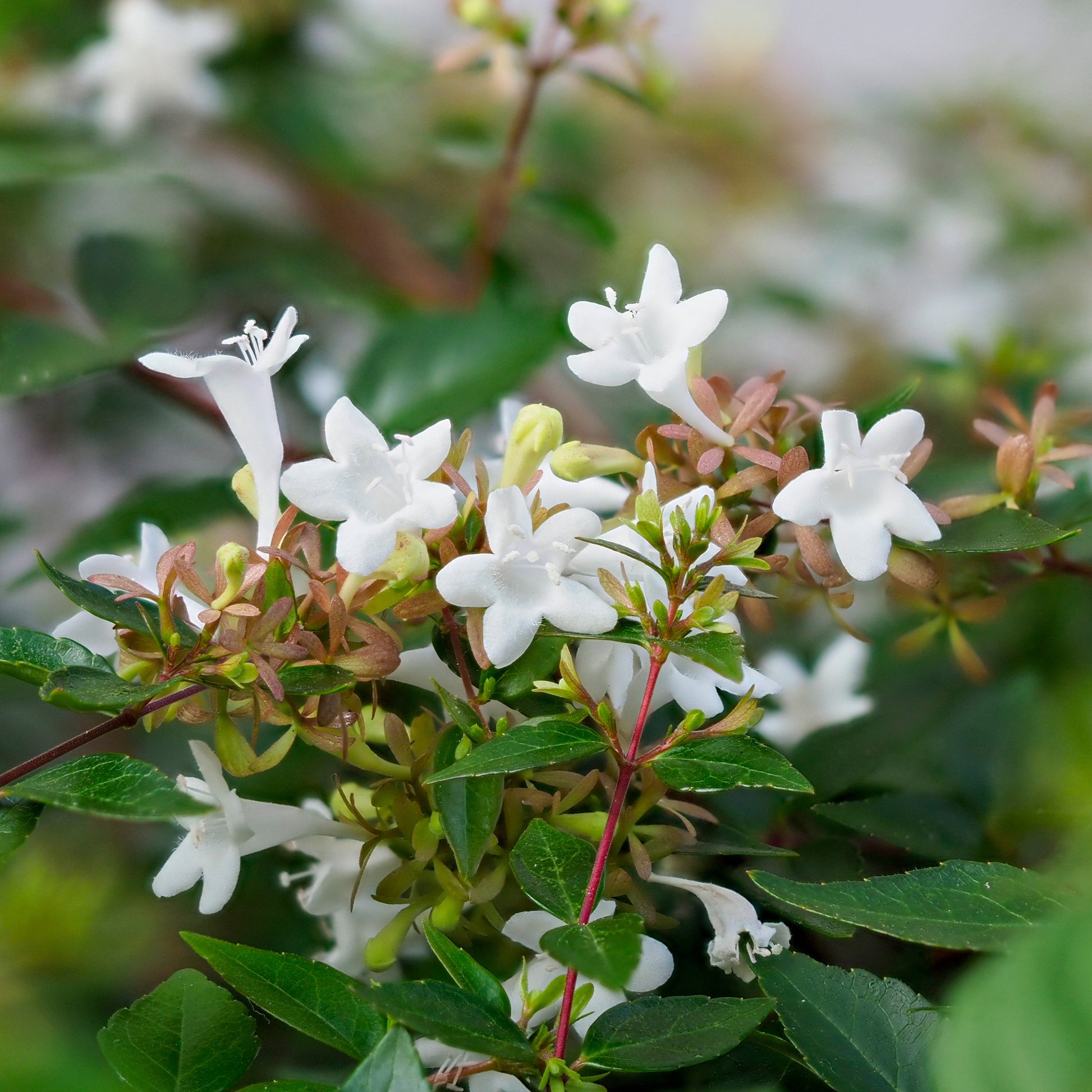 Abelia grandiflora Pisto - Bakker