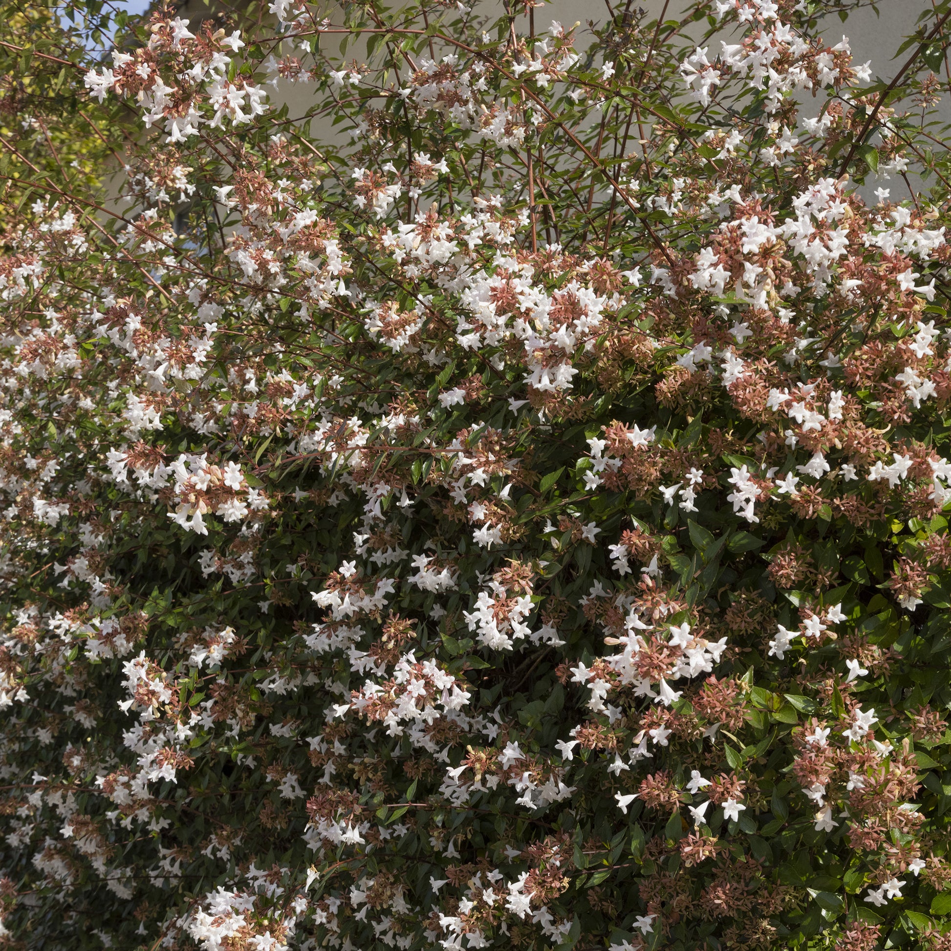 Abelia grandiflora Pisto - Abelia grandiflora Pisto - Bakker