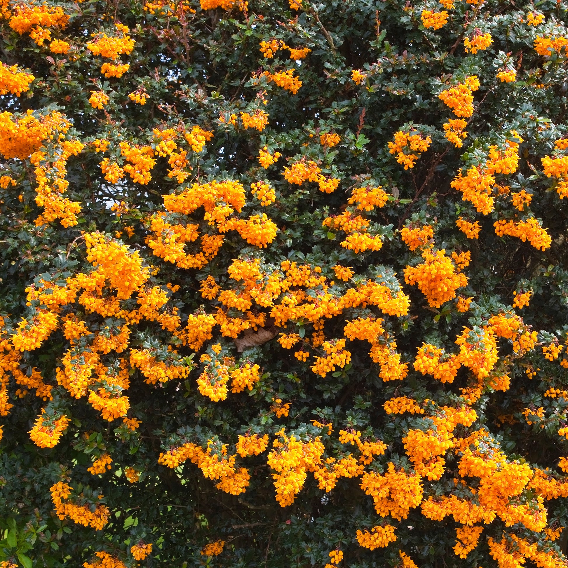 Berberis darwinii - Darwins berberis - Wintergroene heesters