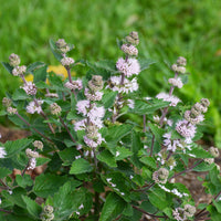 Caryopteris Stephi® Roze - Caryopteris clandonensis Stephi ® rose - Bakker