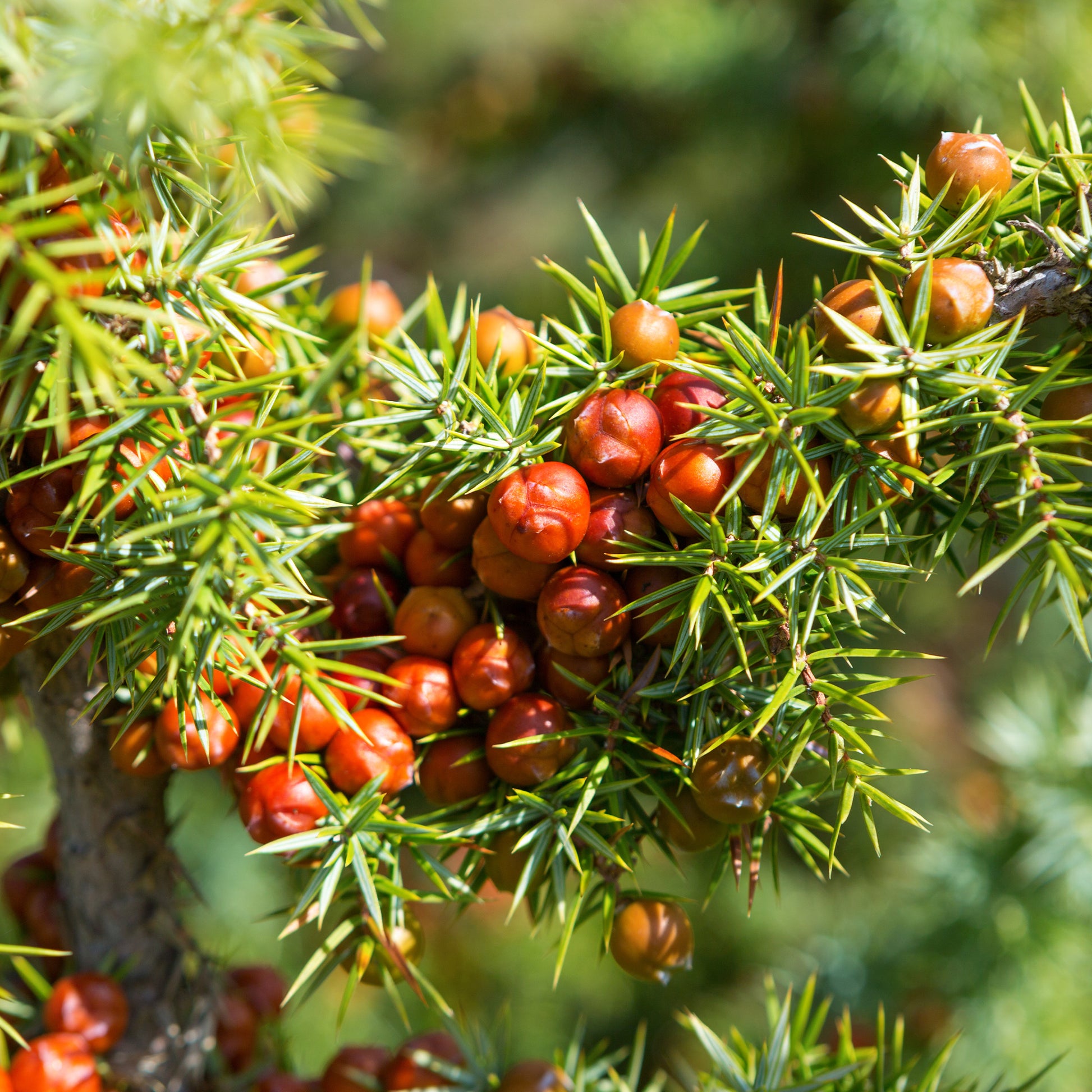 Stekelige jeneverbes - Juniperus oxycedrus - Bakker