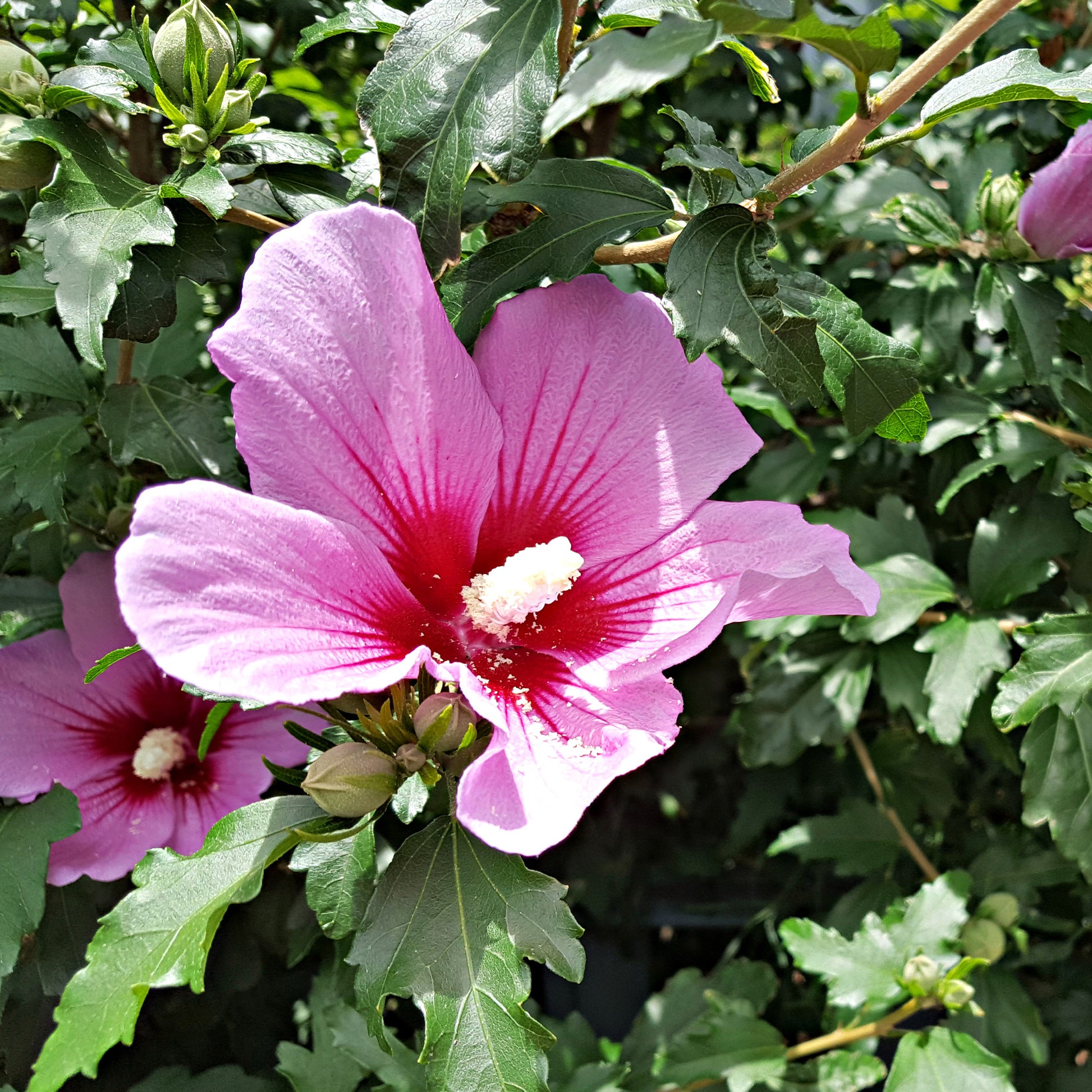 Hibiscus Flower Tower Purple® - Bakker