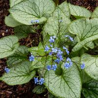 Kaukasische vergeet-mij-nietje 'Jack Frost' - Brunnera macrophylla jack frost - Bakker