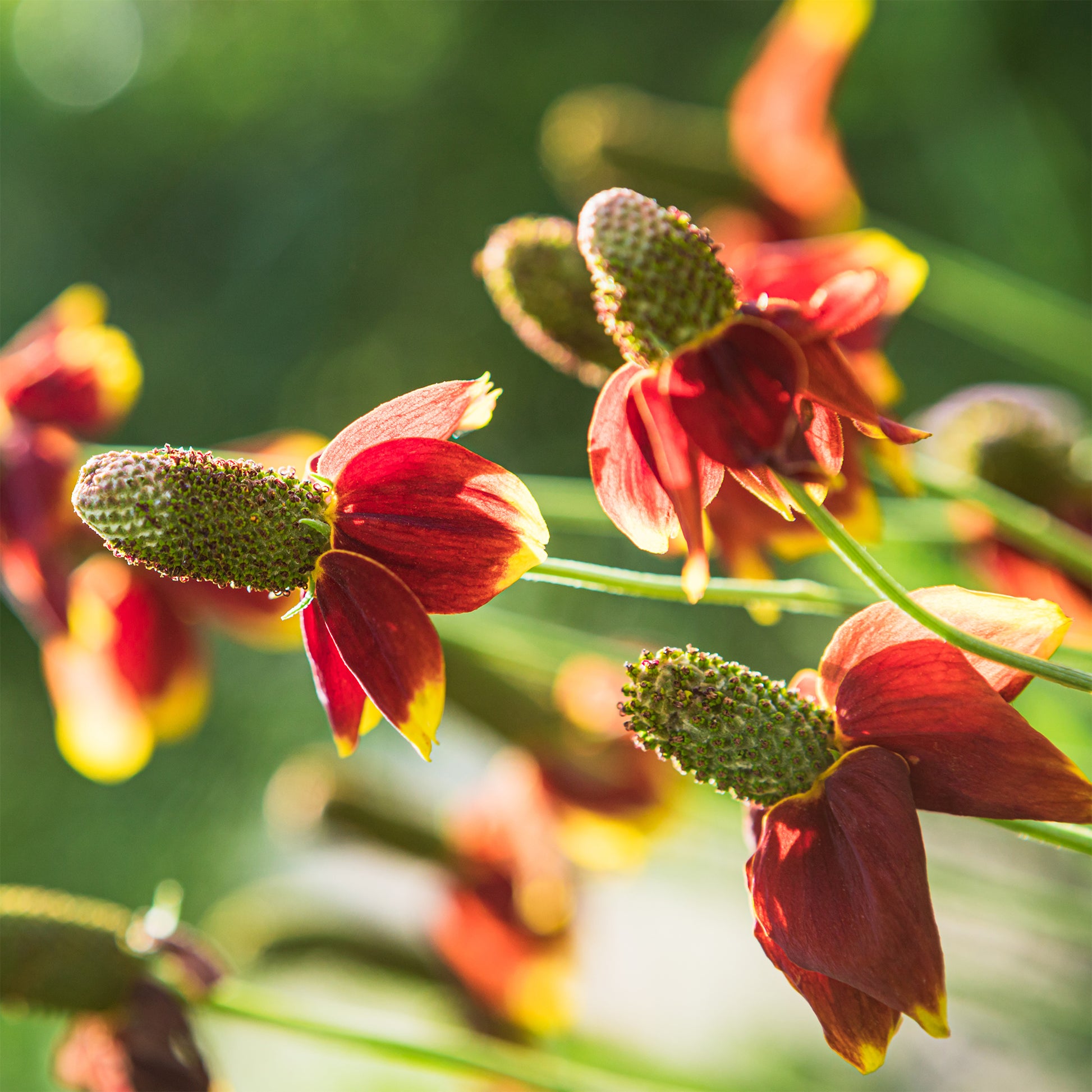 Mexicaanse hoed Pulcherrima - Ratibida columnifera pulcherrima - Bakker