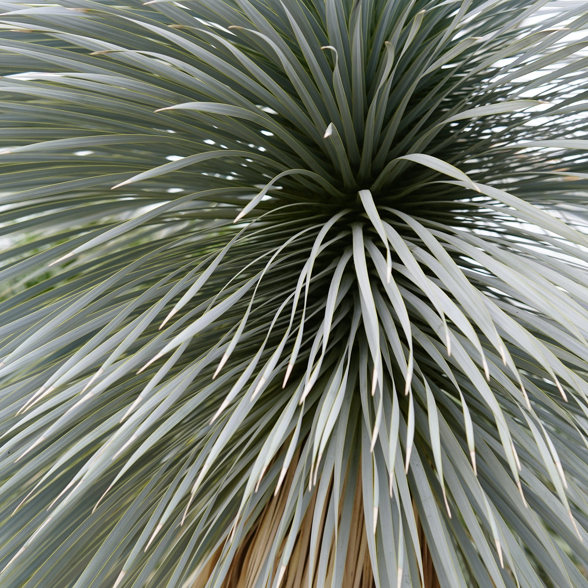 Blauwe yucca - Yucca rostrata - Bakker