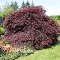 Japanse esdoorn 'Garnet' - Bakker