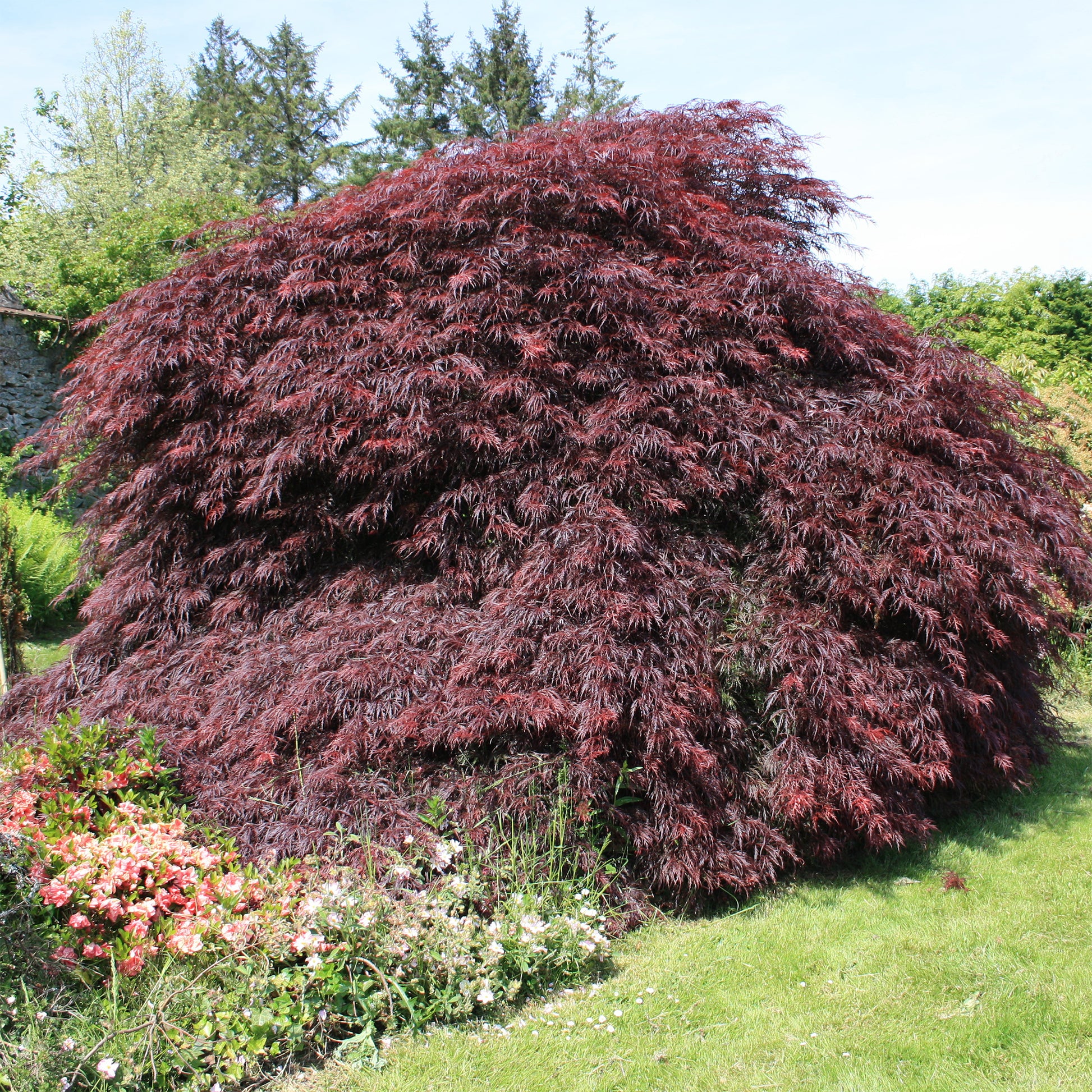 Japanse esdoorn 'Garnet' - Bakker