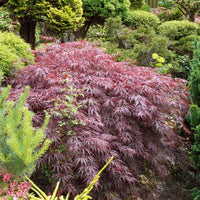 Japanse esdoorn 'Garnet' - Acer palmatum dissectum Garnet - Bakker