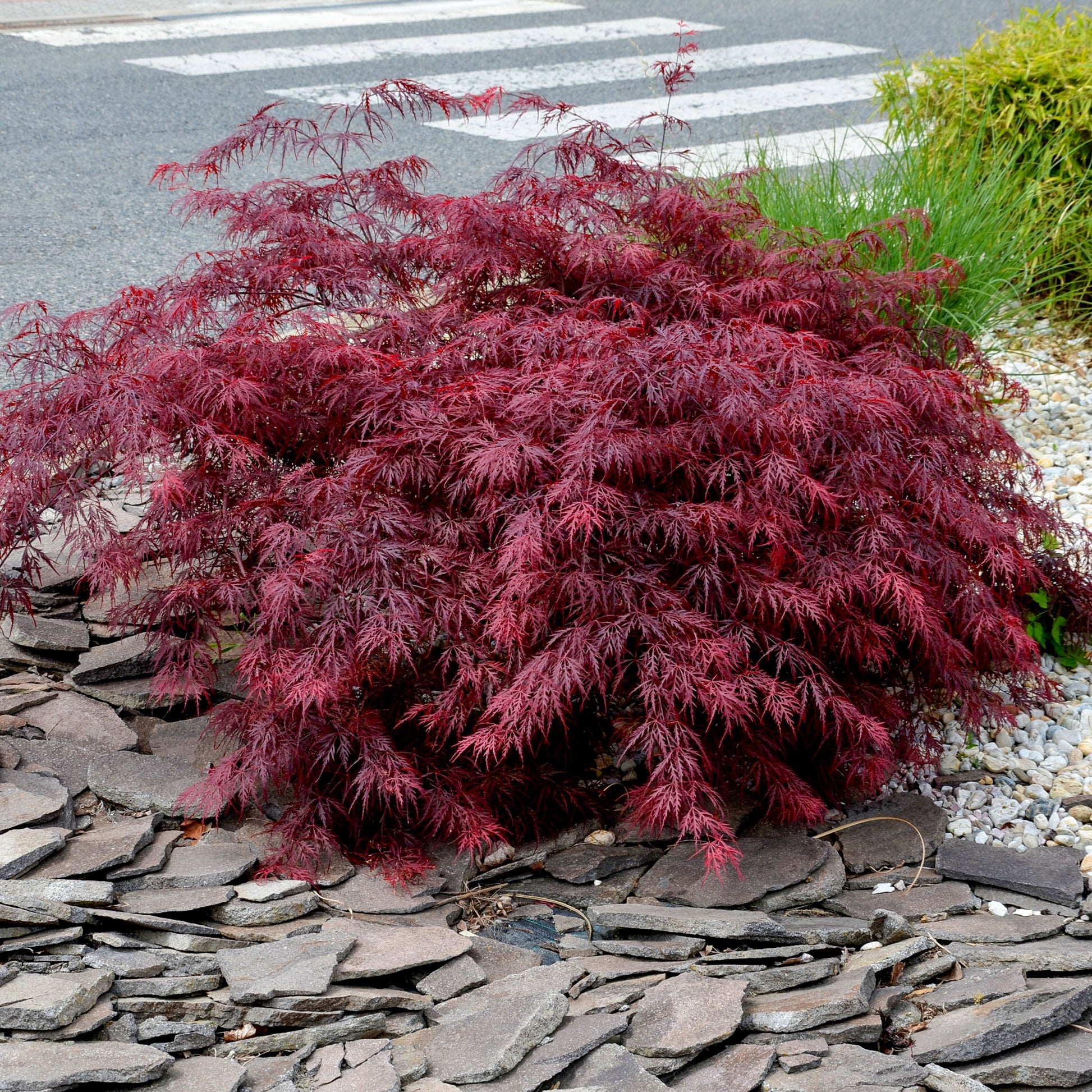 Verkoop Japanse esdoorn 'Garnet' - Acer palmatum dissectum Garnet