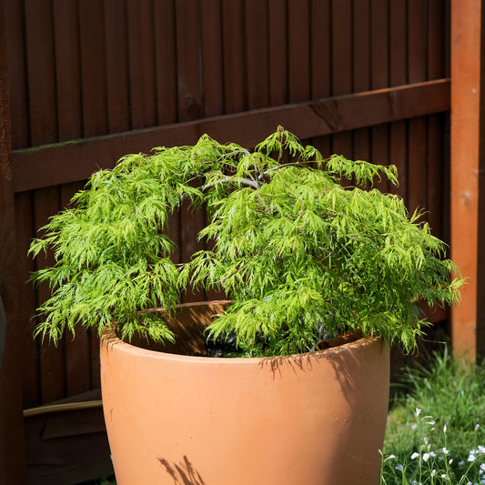 Japanse esdoorn 'Emerald Lace' - Bakker