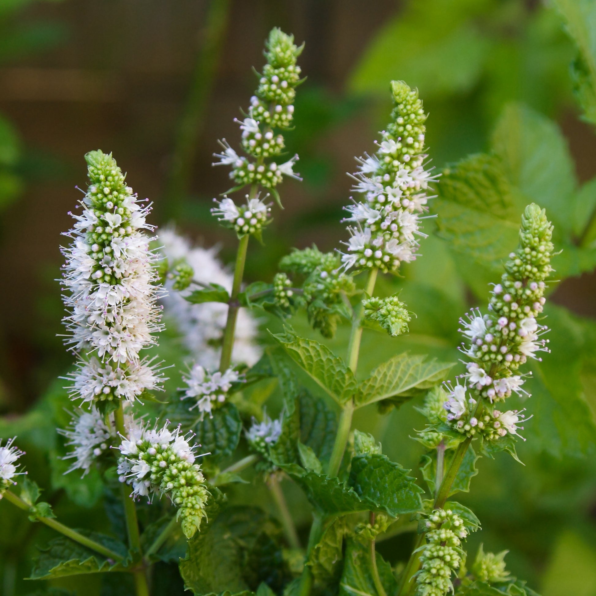 Munt - Marokkaanse munt 'Maroccan' - Mentha spicata