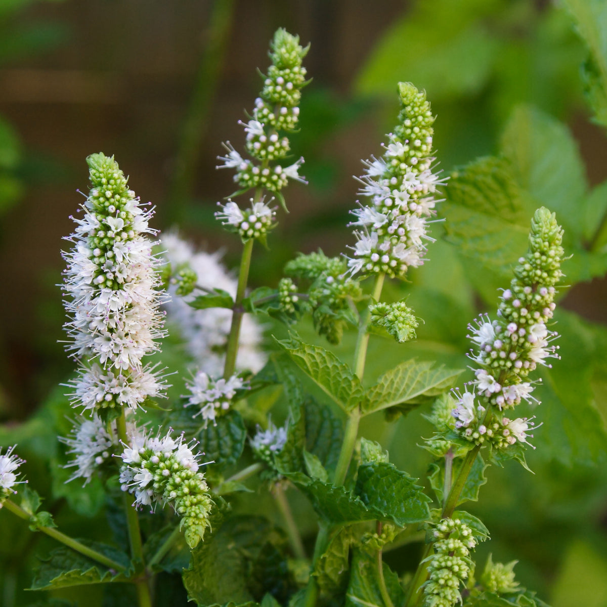 Munt - Marokkaanse munt 'Maroccan' - Mentha spicata