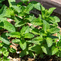 Marokkaanse munt 'Maroccan' - Bakker