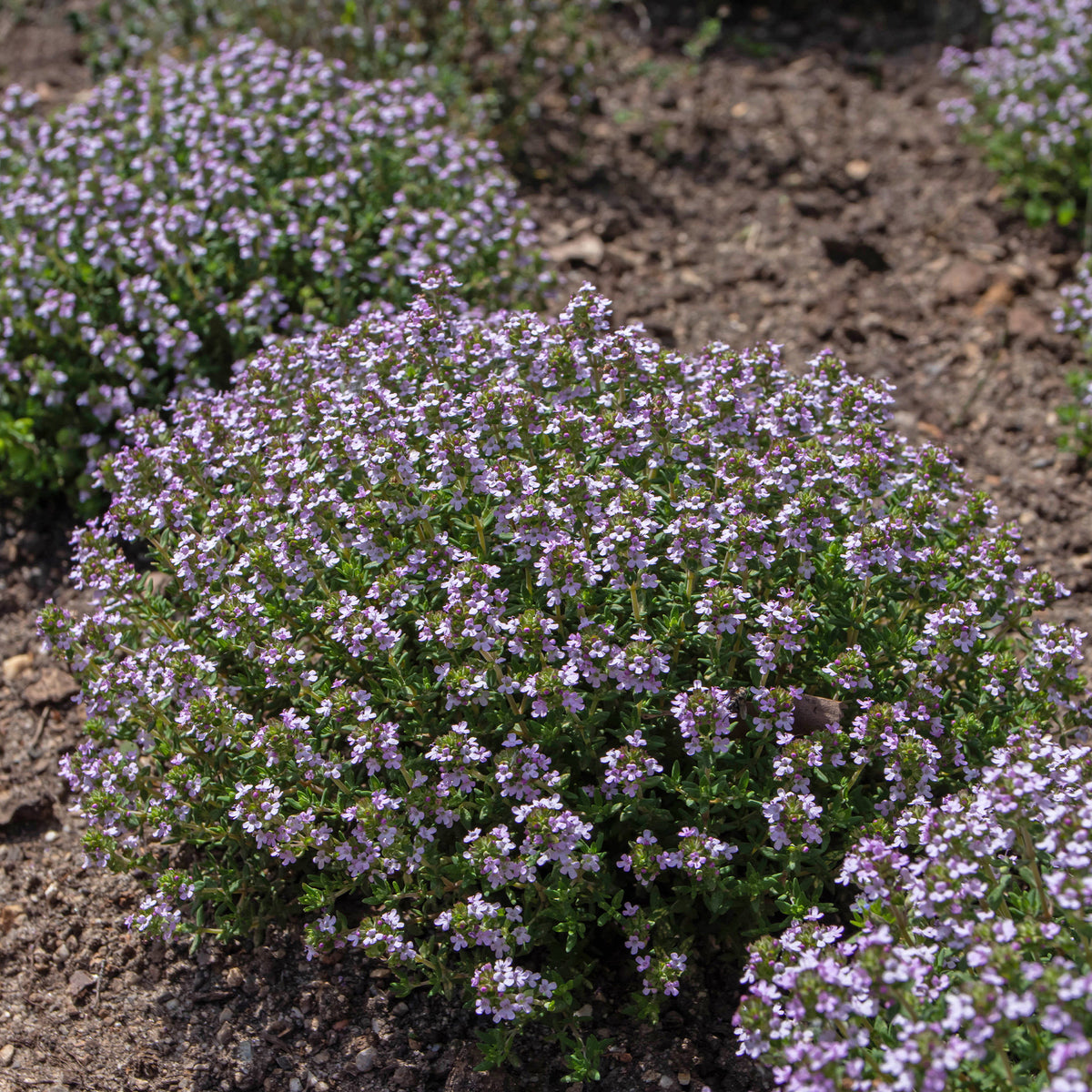 Thymus vulgaris compactus - Tijm 'Compactus' - Tijm