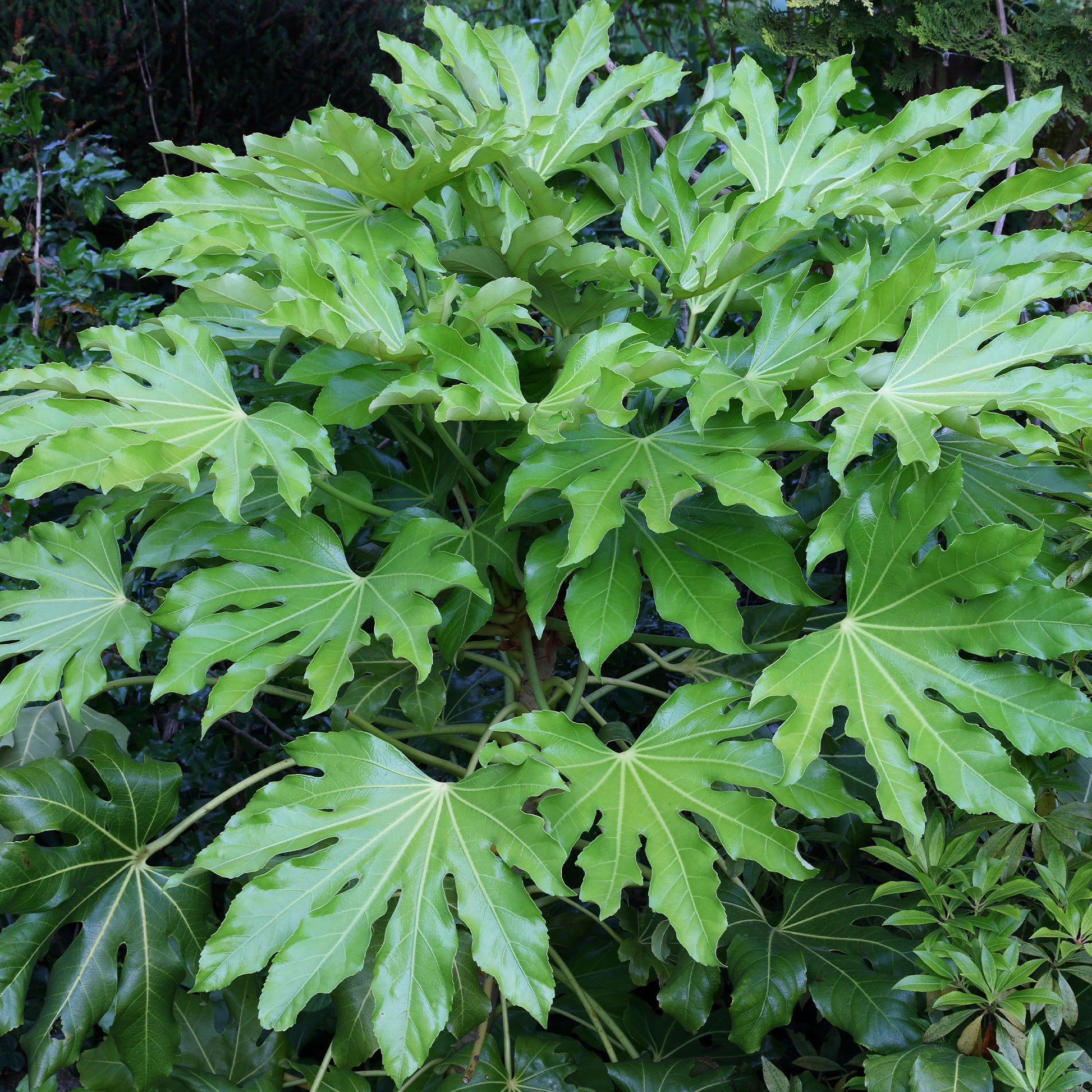 Verkoop Vingerplant - Fatsia japonica