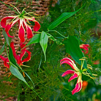 Gloriosa superba  'rothschildiana' - Klimlelie 'Rothschildiana' (x2) - Zomerbloeiers