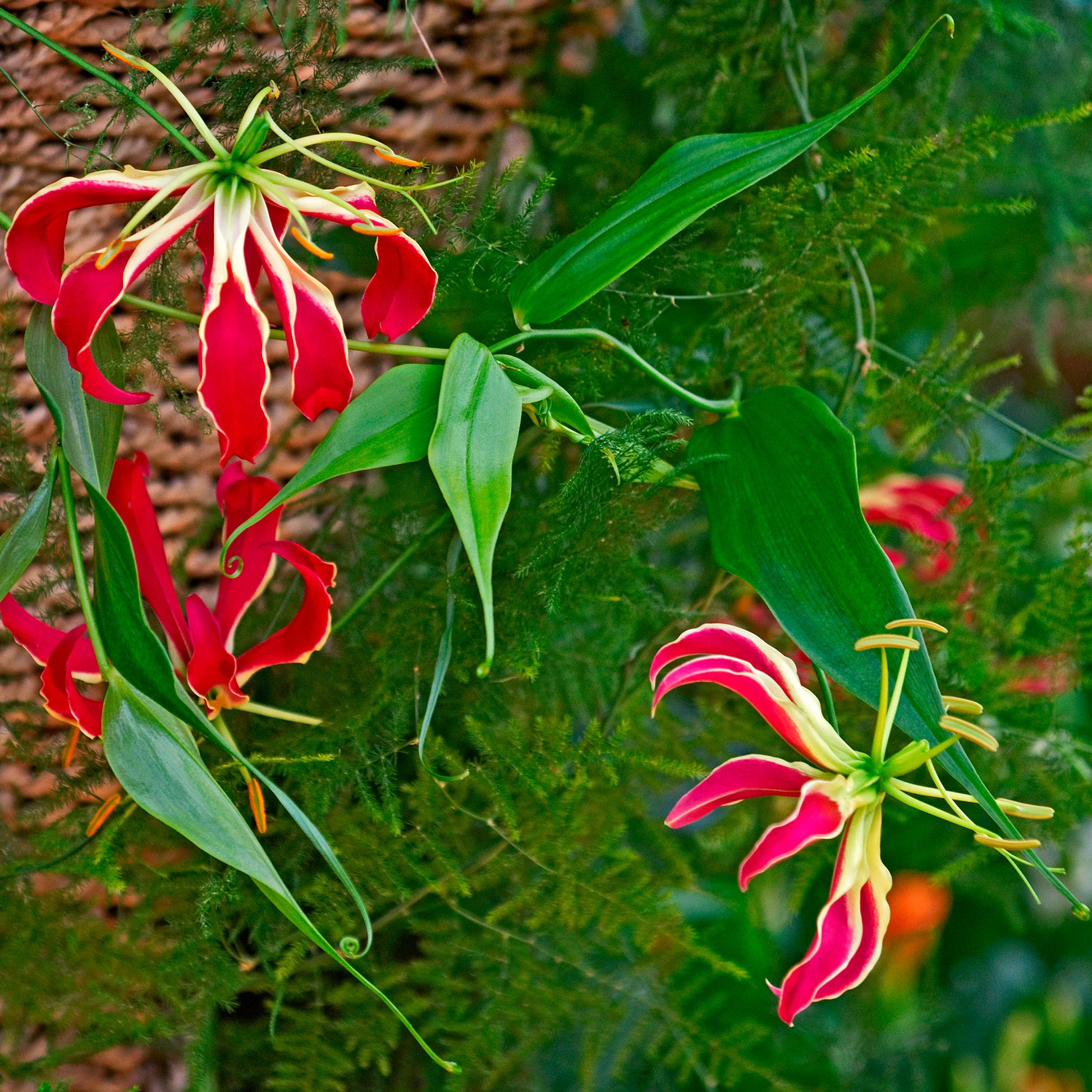 Gloriosa superba  'rothschildiana' - Klimlelie 'Rothschildiana' (x2) - Zomerbloeiers