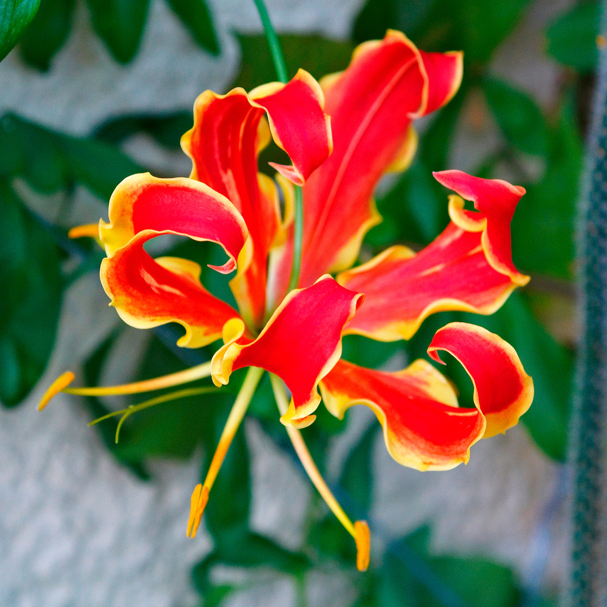 Klimlelie 'Rothschildiana' (x2) - Gloriosa superba  'rothschildiana' - Bakker