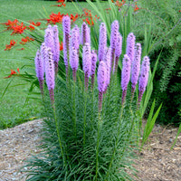 Liatris spicata - Lampenpoetser (x25) - Natuurlijke bloembollenbedden
