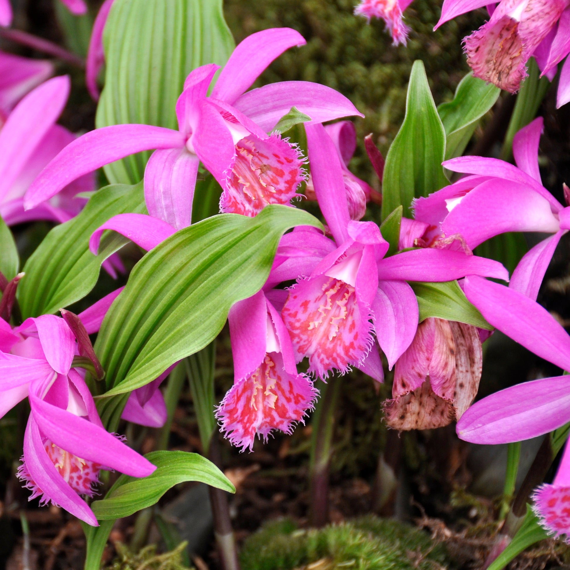 Tuinorchidee 'Tongariro' - Pleione tongariro - Bakker