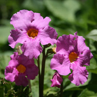 Tuingloxinia