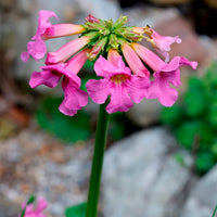 Tuingloxinia