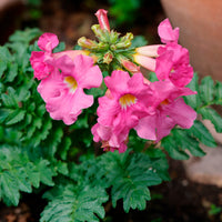 Tuingloxinia