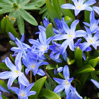 Sneeuwroem 'Blue Giant' (x10) - Bakker