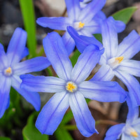 Sneeuwroem 'Blue Giant' (x10) - Chionodoxa forbesii blue giant - Bakker