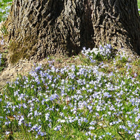 Chionodoxa forbesii blue giant - Sneeuwroem 'Blue Giant' (x10) - Voorjaarsbloeiers