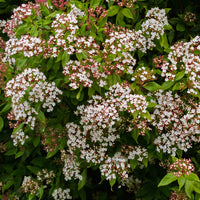 Sneeuwbal 'Gwenllian' - Viburnum tinus Gwenllian - Bakker