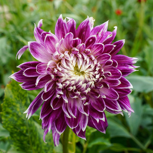 Dahlia 'Vancouver' (x3) - Bakker