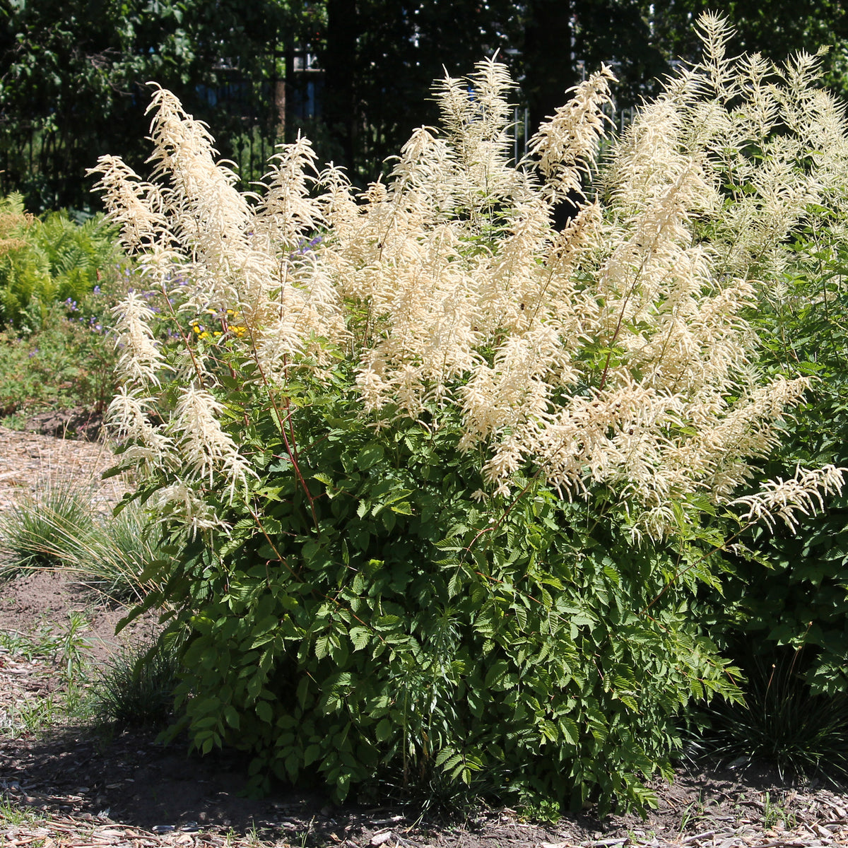 Verkoop Geitenbaard - Aruncus dioicus