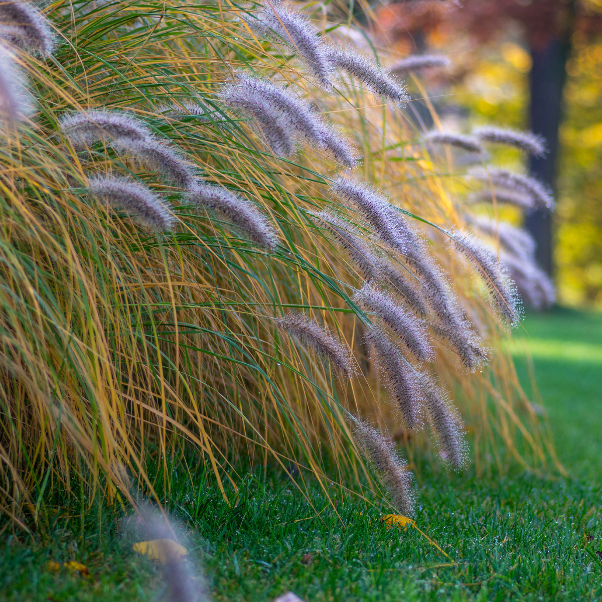 Verkoop Lampenpoetsersgras 'Hameln' - Pennisetum alopecuroides Hameln