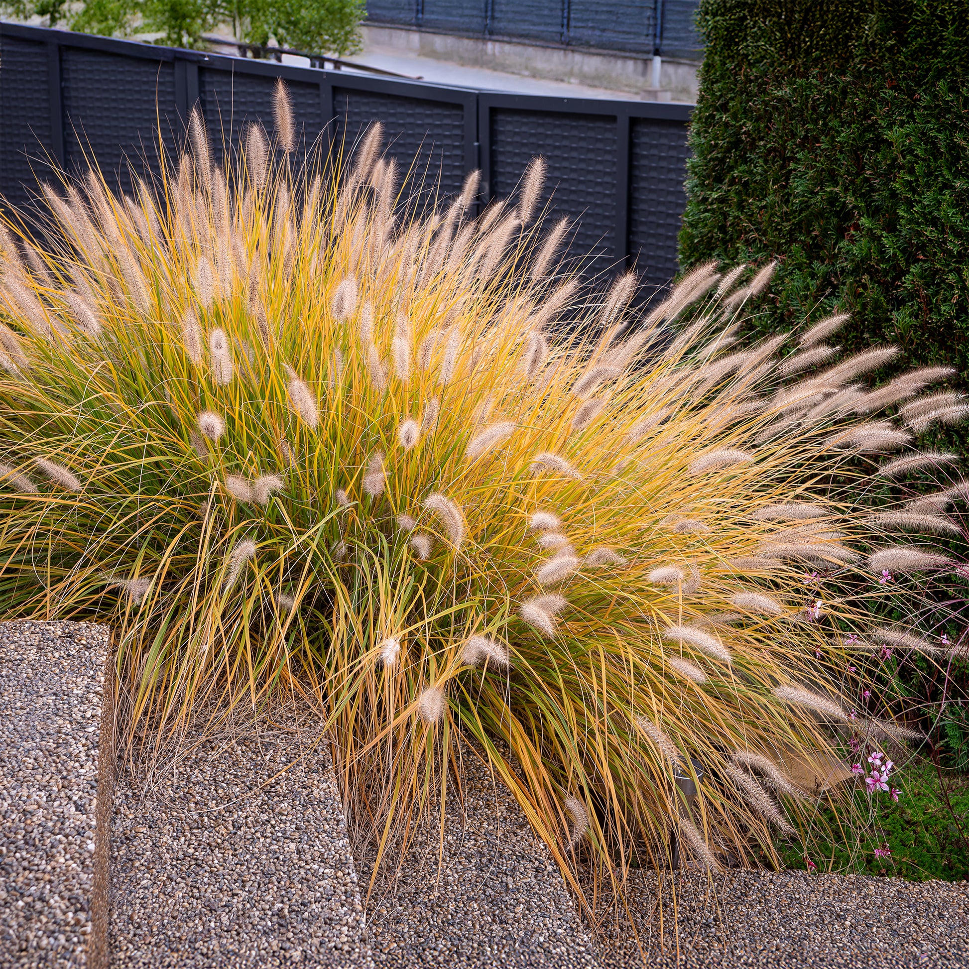 Pennisetum - Lampenpoetsersgras 'Hameln' - Pennisetum alopecuroides Hameln