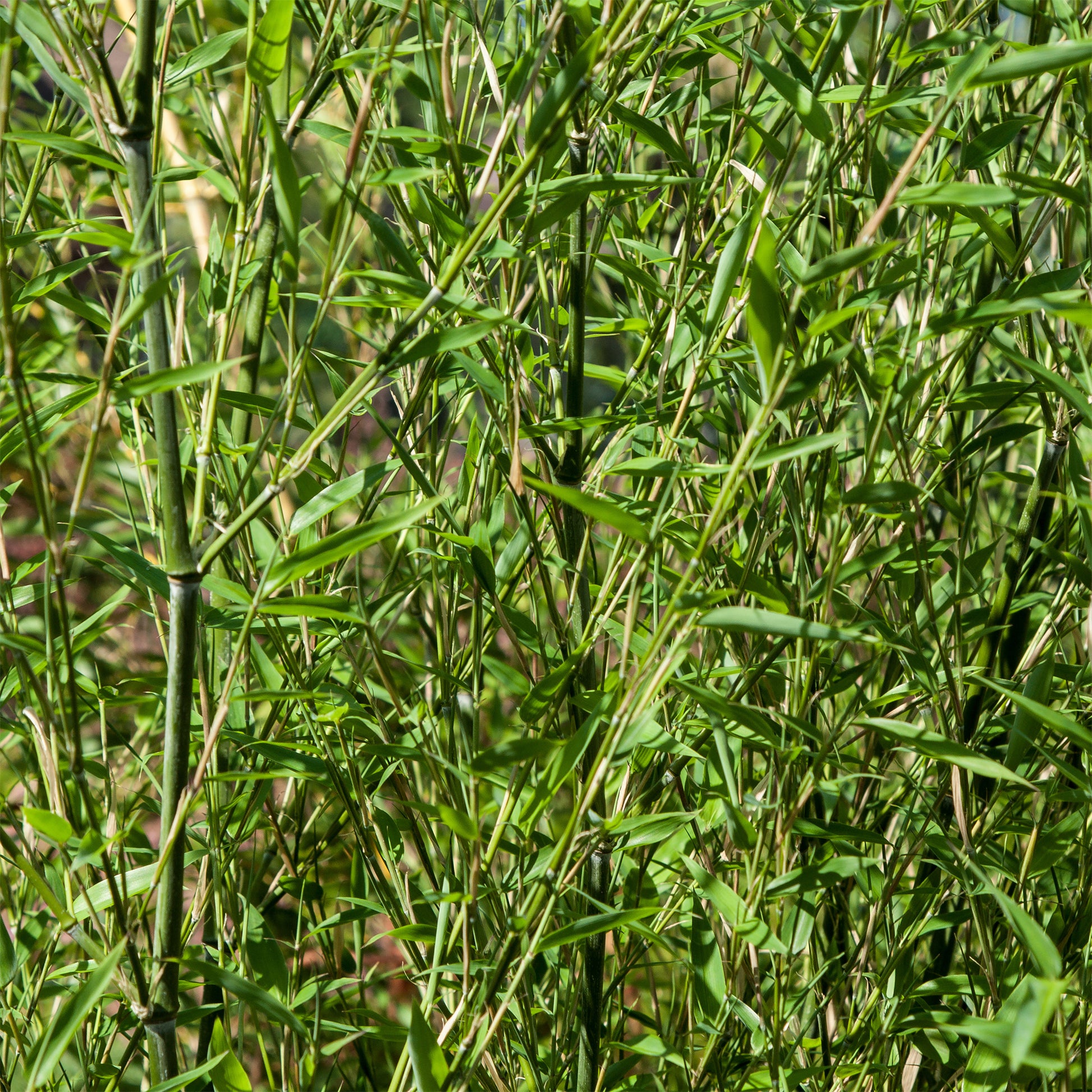 Phyllostachys bissetii - Bamboe Phyllostachys - Bamboe