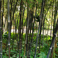 Zwarte bamboe Phyllostachys