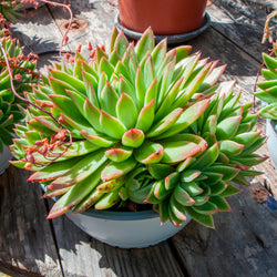 Echeveria - Bakker