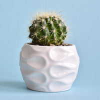 Schoonmoedersstoel - Cactus Echinocactus grusonii - Bakker