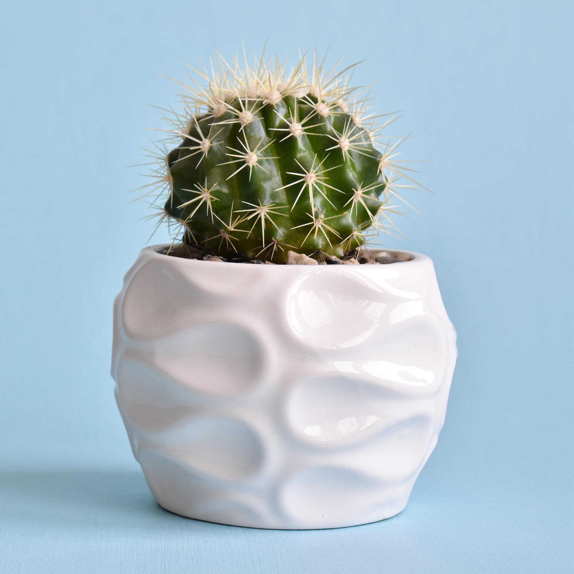 Schoonmoedersstoel - Cactus Echinocactus grusonii - Bakker