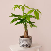 Geldboom Pachira - Pachira aquatica - Bakker