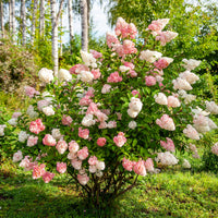 Verkoop Pluimhortensia 'Vanille Fraise' - Hydrangea paniculata Vanille Fraise ® Renhy