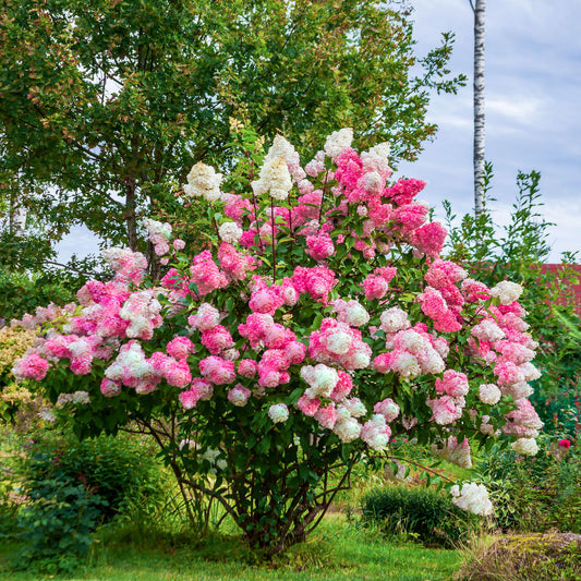 Hydrangea paniculata Vanille Fraise ® Renhy - Pluimhortensia 'Vanille Fraise' - Pluimhortensia